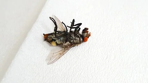 Closeup of a dying house fly or flesh fly on a white tissue. isolated white.. 스톡 동영상 291695503