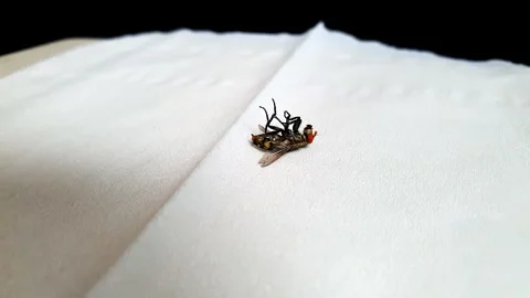 Closeup of a dying house fly or flesh fly on a white tissue. isolated white.. 스톡 동영상 291696014