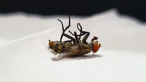 Closeup of a dying house fly or flesh fly on a white tissue. isolated white.. Stock Footage 291696310