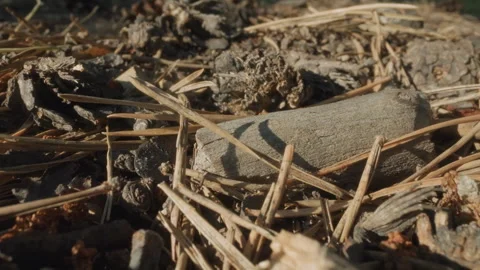 Closeup of dying pine cone. Faded cone surrounded by dry pine needles. An Stock Footage 345177699