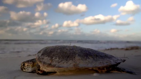 Closeup of dying sea turtle on a beach close to the waves coming in. Stock Footage 126065455