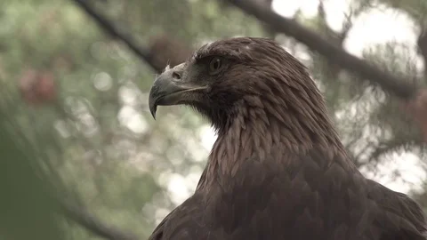 Closeup of Eagle 스톡 동영상 82688842