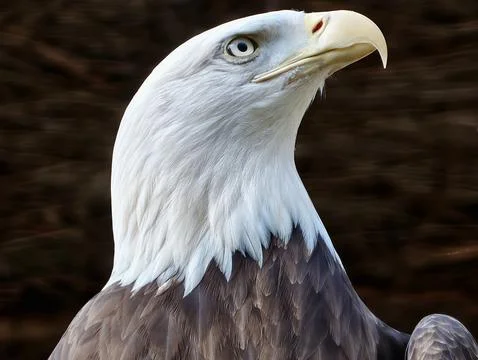 Closeup Of Eagle Head Showing Strength. Bald Eagle Profile Emphasizing Powe.. Stock Photos