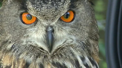 Closeup Eagle Owl Stock Footage