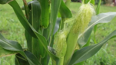 Closeup of ear of corn with husk and silk Stock Footage 137102139