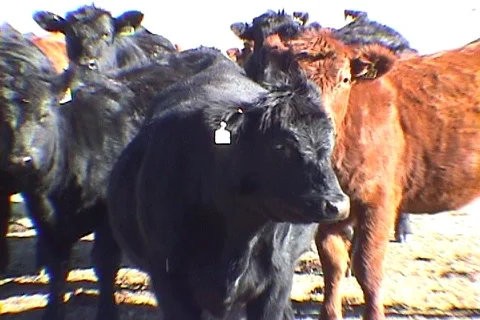 Closeup of Ear Tagged Cows Staring into Camera Stock Footage 121328898