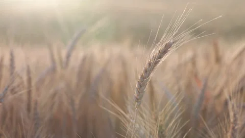 Closeup of an ear of wheat during a sunny day, with sunlight Stock Footage 196245491