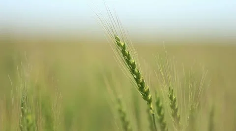 Closeup of ear wheat on wind - Shallow focus Stock Footage 22113500