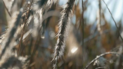 Closeup of eared fluffy grass with raindrops Stock Footage 95529490