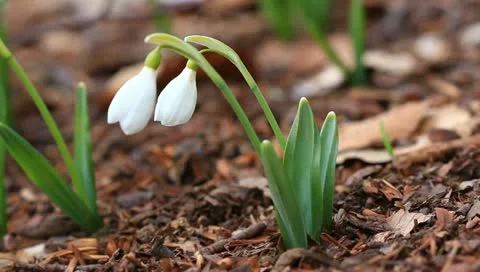 Closeup early snowdrop Stock Footage 10896989