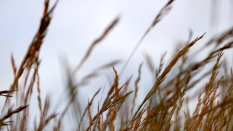 Closeup of ears of corn with blowing wind Video stock 233681908
