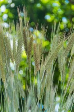 Closeup of ears of rye, wheat Stock-Fotos