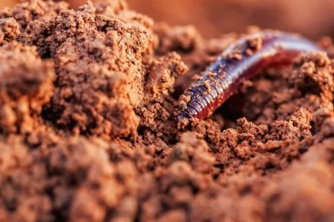 Closeup of an earthworm Stock Photos