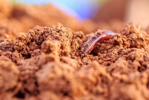 Closeup of an earthworm Stock Photos