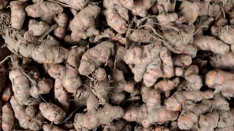 Closeup of earthy turmeric root heap Stock Footage 338167975