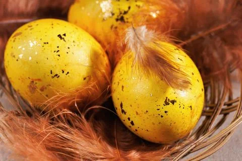 Closeup Easter nest with feather on egg Foto stock