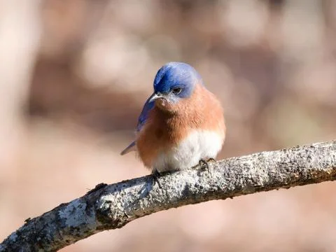 Closeup of Eastern Bluebird perched on tree limb Foto stock