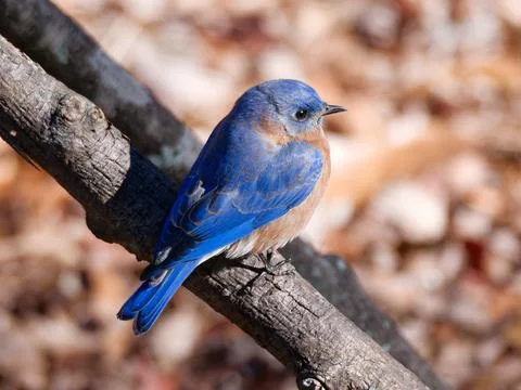 Closeup of Eastern Bluebird perched on tree limb Foto stock
