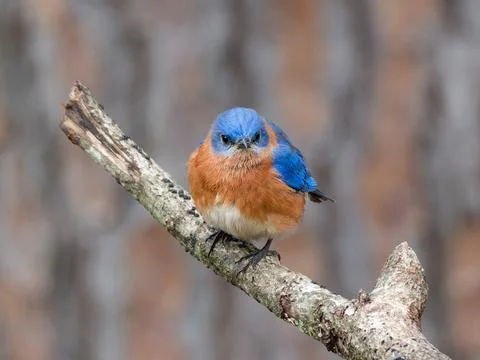 Closeup of Eastern Bluebird perched on tree limb 库存照片