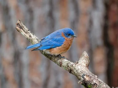 Closeup of Eastern Bluebird perched on tree limb Stock-Fotos