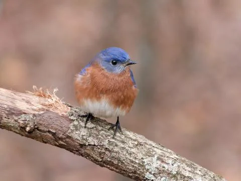 Closeup of Eastern Bluebird Fotos de archivo