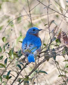 Closeup of Eastern Bluebird Foto stock