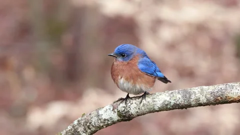 Closeup of Eastern Bluebird on tree limb Stock-Footage 296718377