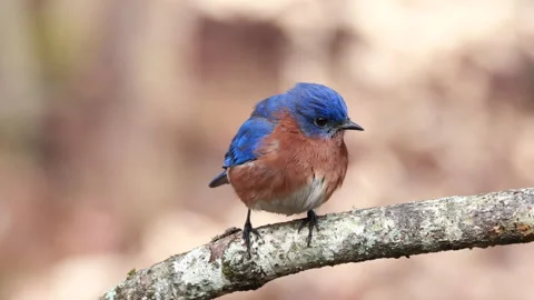 Closeup of Eastern Bluebird on tree limb Stock Footage 296718541