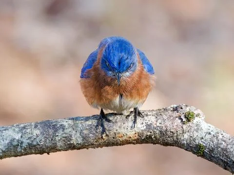 Closeup of Eastern Bluebird on tree limb Foto stock