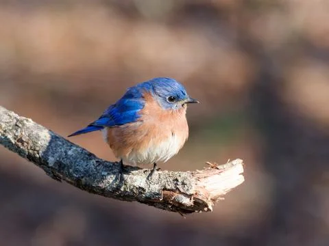 Closeup of Eastern Bluebird on tree limb Fotos de archivo