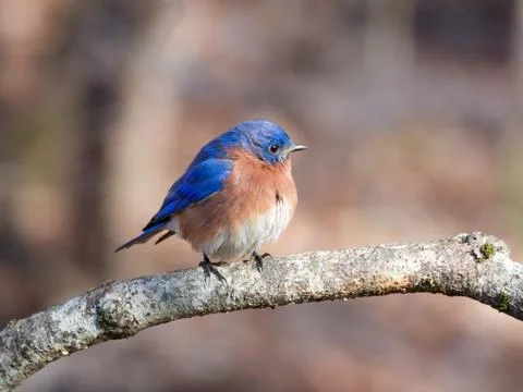 Closeup of Eastern Bluebird on tree limb 库存照片