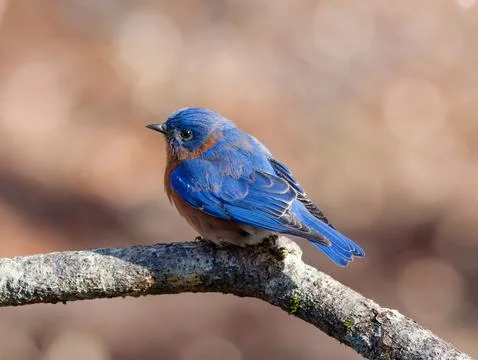 Closeup of Eastern Bluebird on tree limb 写真素材