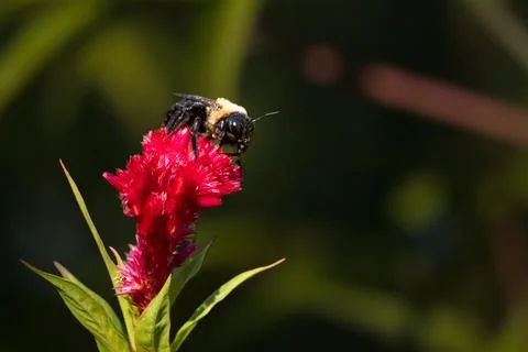 Closeup of Eastern Carpenter Bee with big black eyes on a red flower Stock Photos