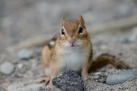 A closeup of an Eastern Chipmunk 스톡 사진