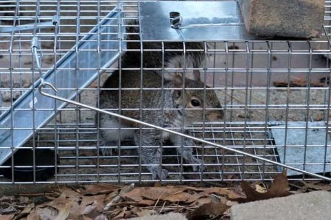 A closeup of an Eastern Gray Squirrel caught on a live trap for relocation an Stock Photos