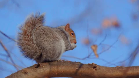 Closeup of Eastern Gray Squirrel eating in winter, Central Park NYC, showcasing Stock Footage 309302621