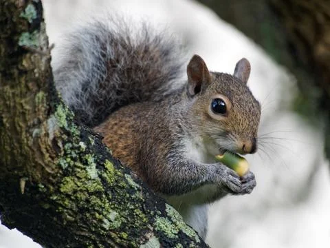 Closeup Eastern Gray Squirrel Eating Acorn on Tree Stock Photos
