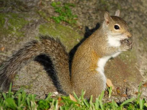 Closeup Eastern Gray Squirrel Eating Acorn on Grass Stock Photos