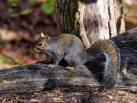 Closeup of Eastern Gray Squirrel Фото