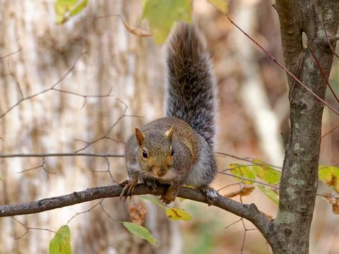 Closeup of Eastern Gray Squirrel Fotos Stock