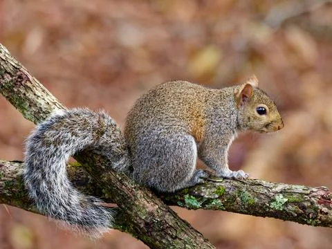 Closeup of eastern gray squirrel Foto stock