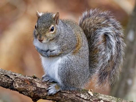 Closeup of eastern gray squirrel Stock Photos