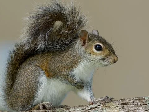 Closeup Eastern Gray Squirrel in Profile Foto stock