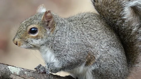 Closeup of Eastern Gray Squirrell Stock Footage 303383926