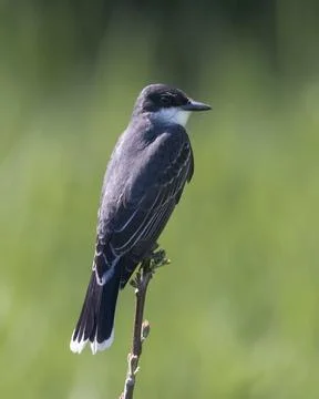 Closeup of Eastern Kingbird perching on the tip of a shrub branch Stock Photos