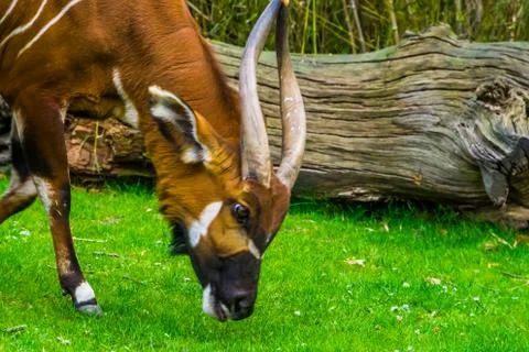 Closeup of a eastern mountain bongo grazing and eating grass, critically enda Stock Photos