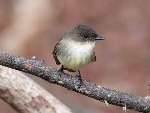 Closeup of Eastern Phoebe bird Stock Photos