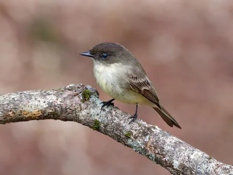 Closeup of Eastern Phoebe bird Stock Photos