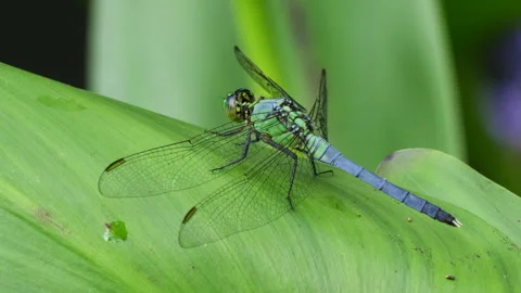 Closeup of Eastern Pondhawk Dragonfly Stock Footage 311276312
