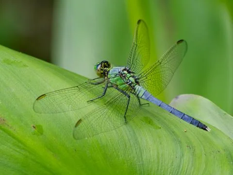 Closeup of Eastern Pondhawk Dragonfly 库存照片
